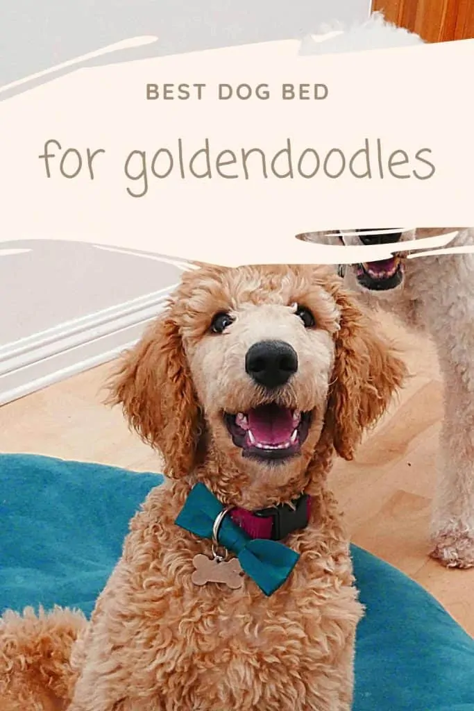 best dog bed for goldendoodles