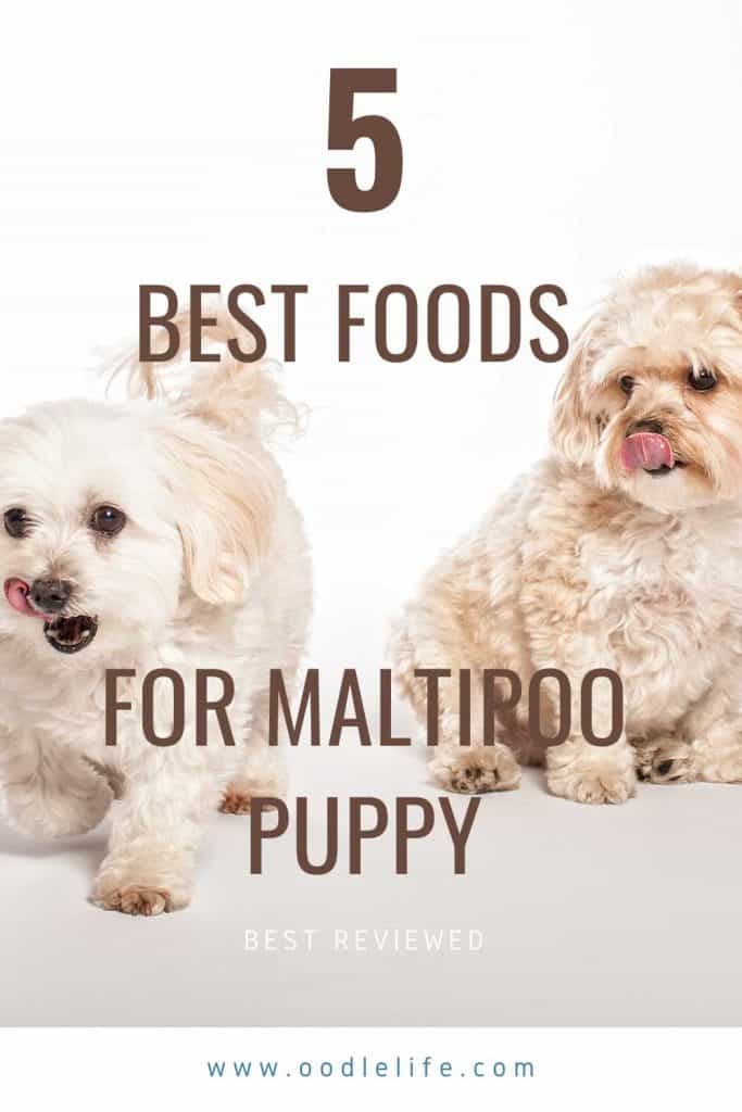 best puppy food for maltipoo