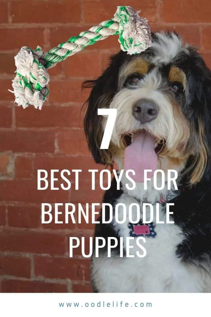 best toys for bernedoodle puppy