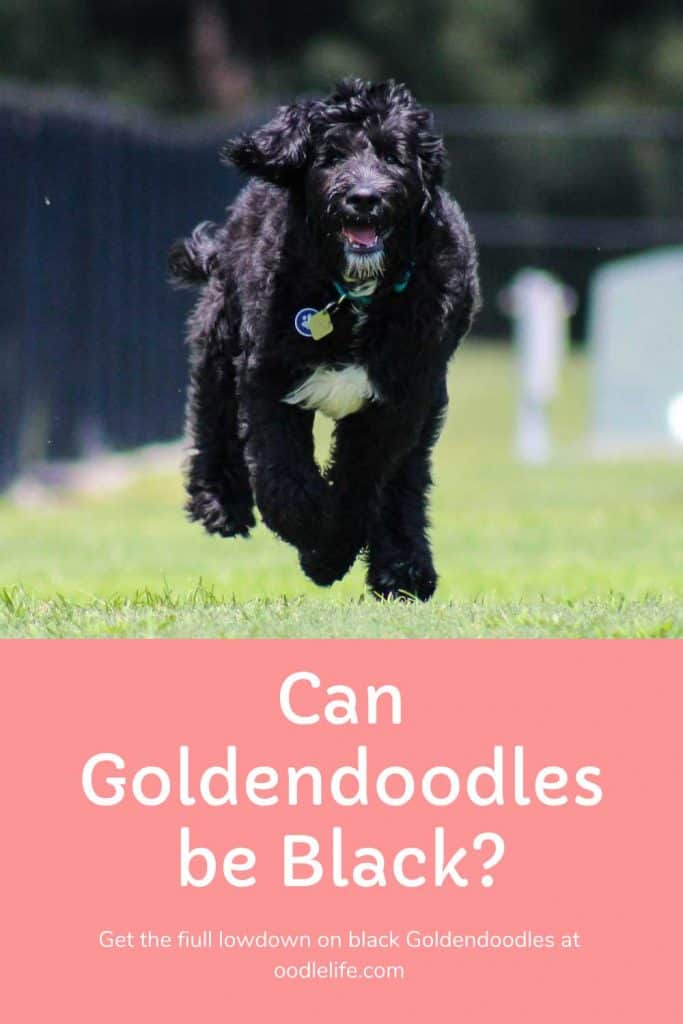 black goldendoodle