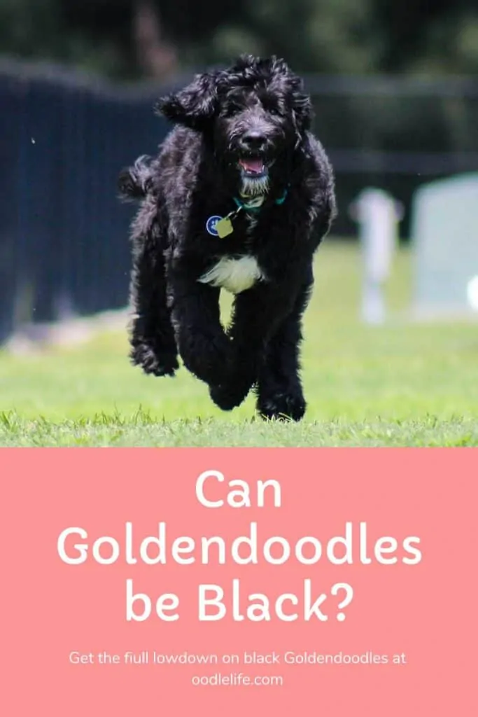 can goldendoodles be black