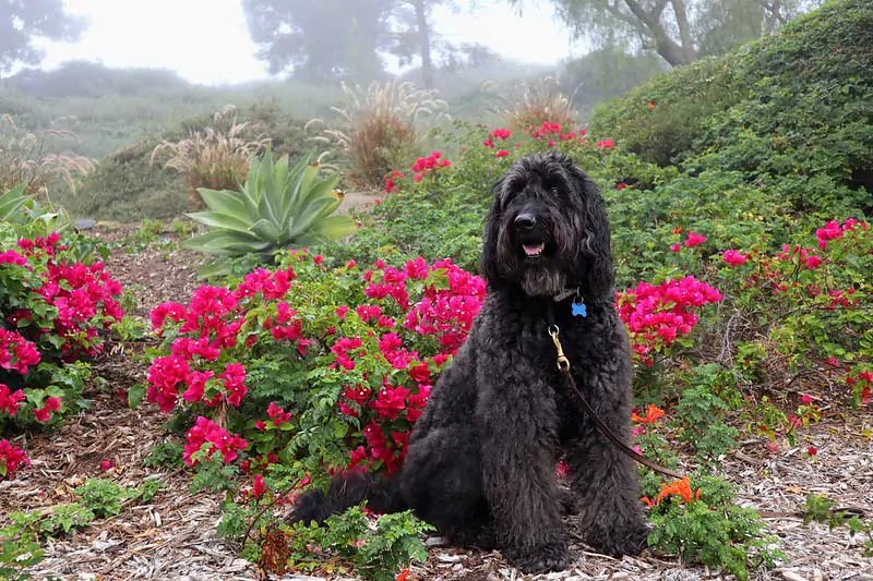 black goldendoodle sitting for a photo