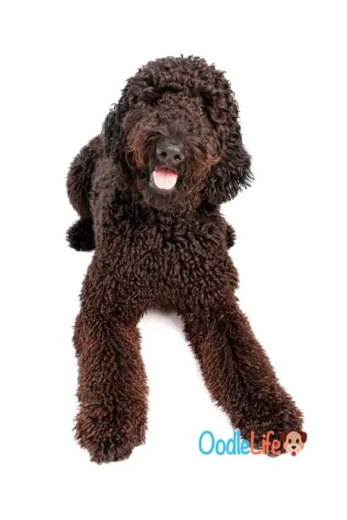 picture of a black Goldendoodle puppy
