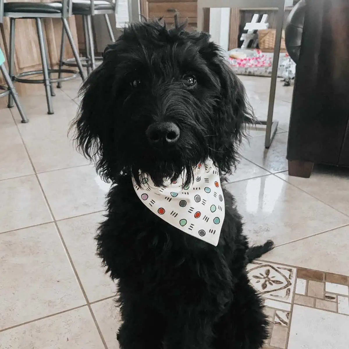 black Goldendoodle puppy with bandana