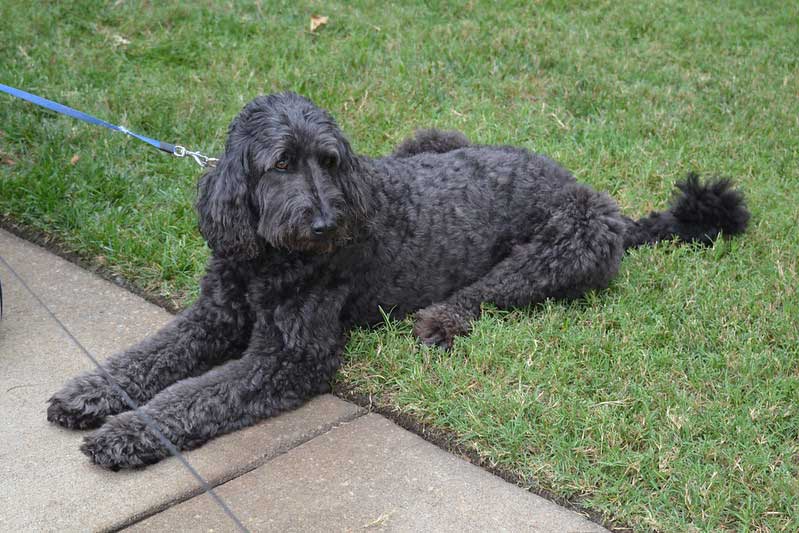 picture of black goldendoodle