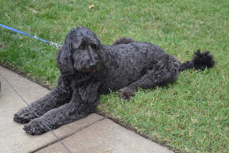 black english goldendoodle