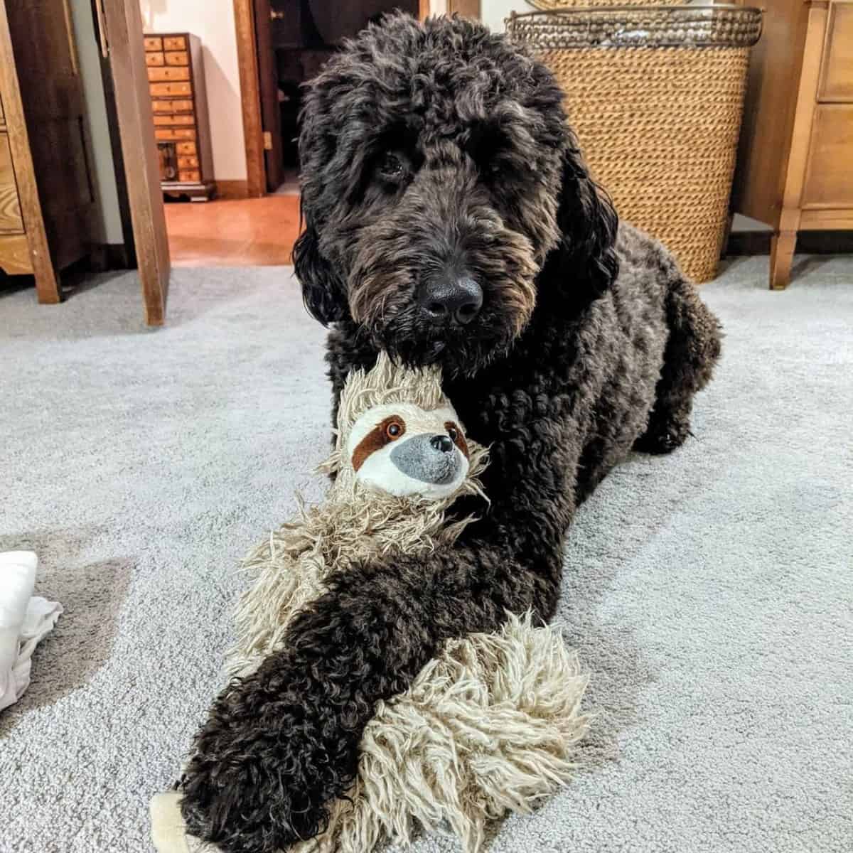 black Goldendoodle with sloth