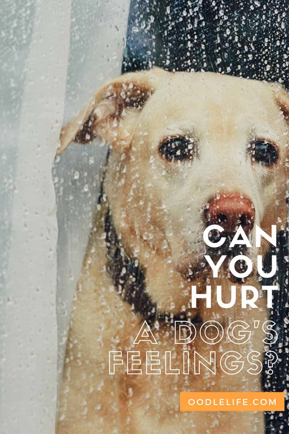 Can You Hurt A Dog's Feelings? Best Advice On Keeping A Happy Dog