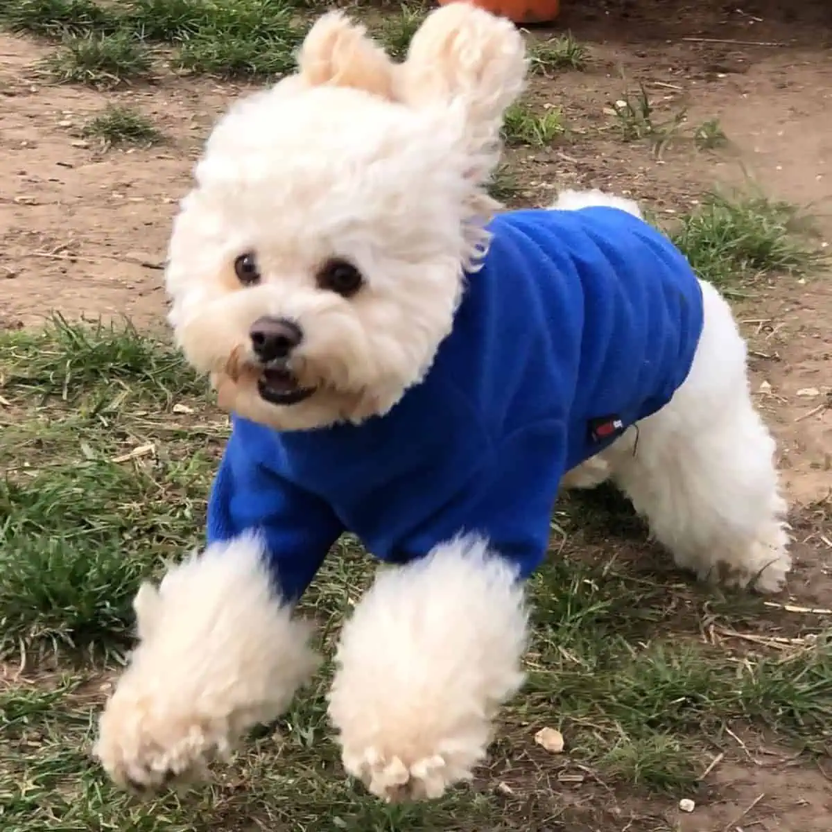 Cavapoo in blue runs