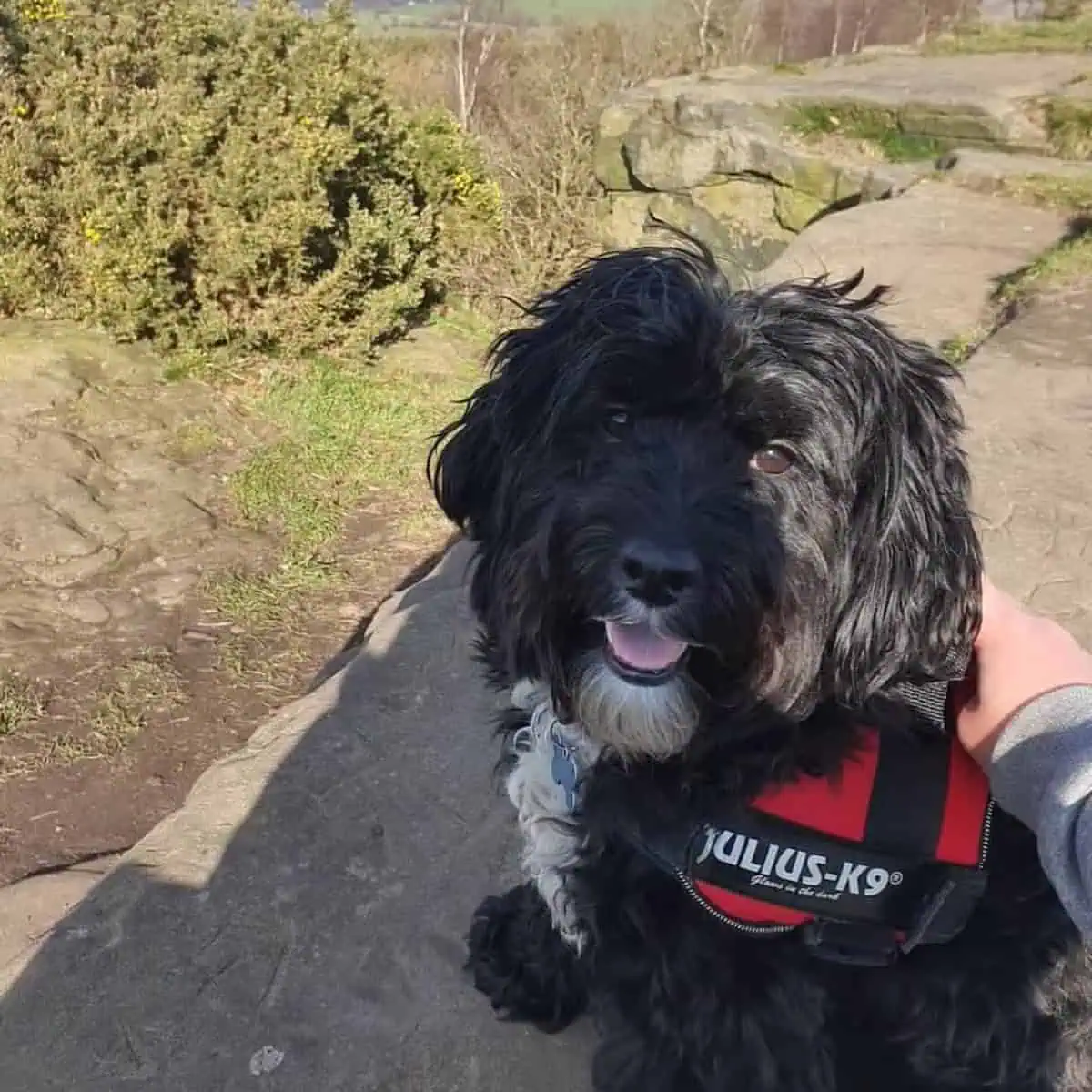 Cavapoo looks at  owner