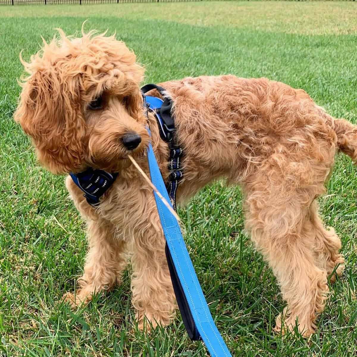 Cavapoo looks back chewing stick