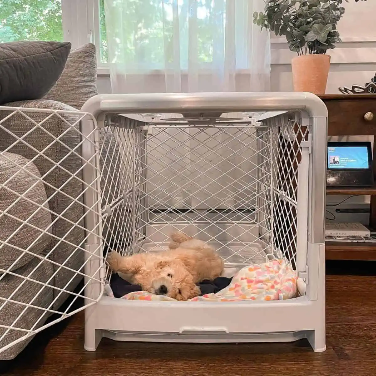 crate training your Goldendoodle puppy