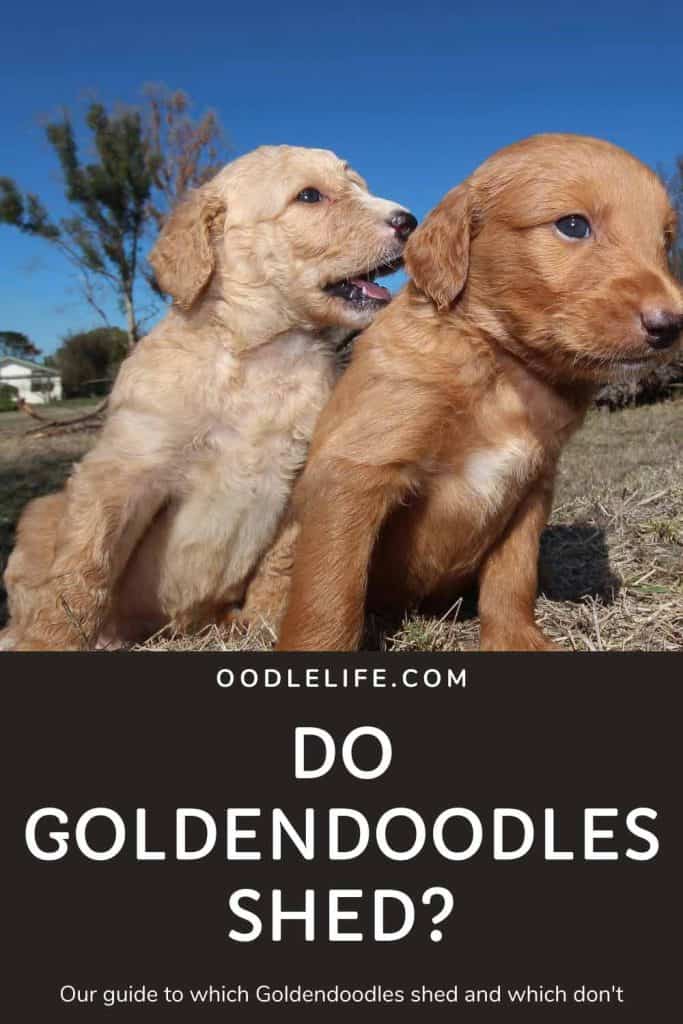 will my goldendoodle puppy stop shedding