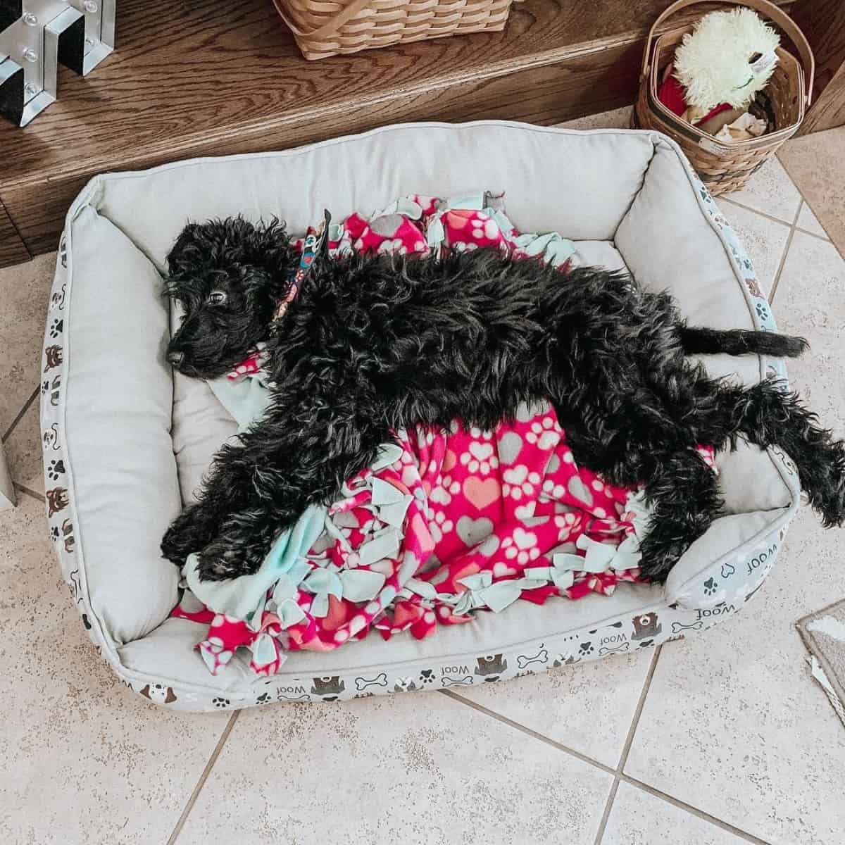 dog bed for Goldendoodle