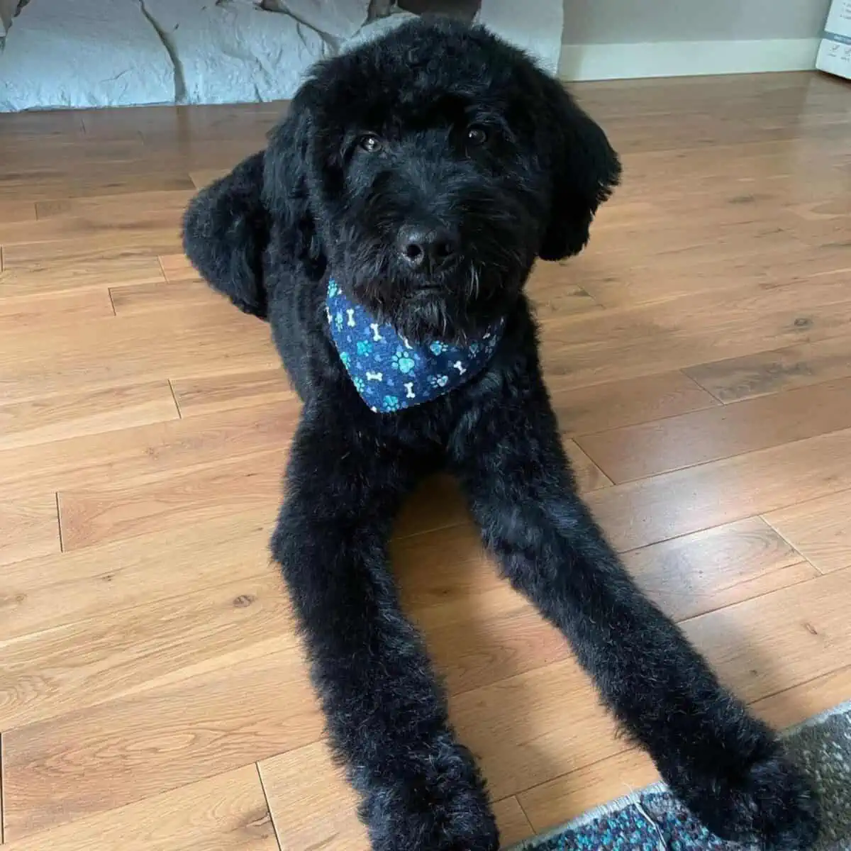 fresh haircut black Goldendoodle