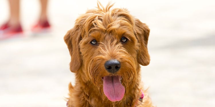 mini goldendoodle licking everything