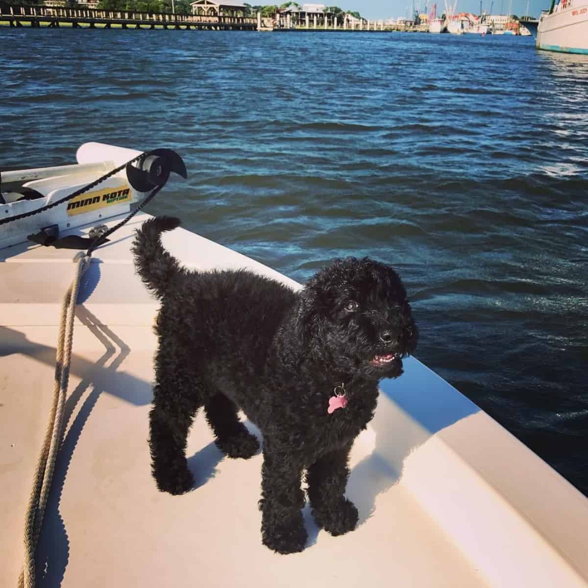 Goldendoodle puppy enjoys the boat
