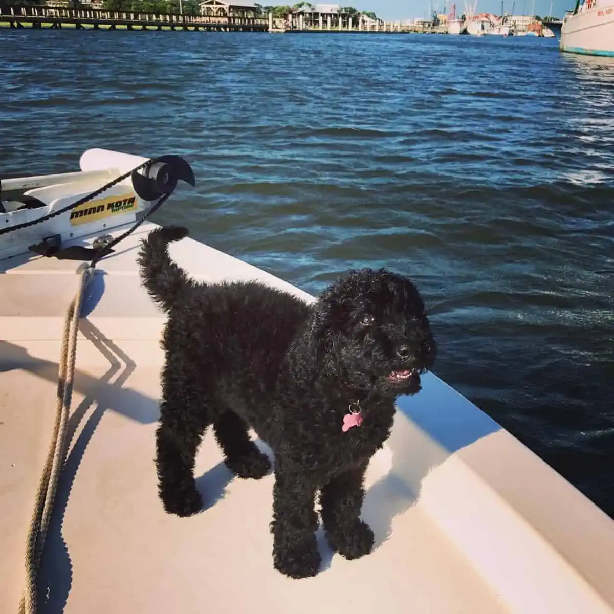 Goldendoodle puppy enjoys the boat