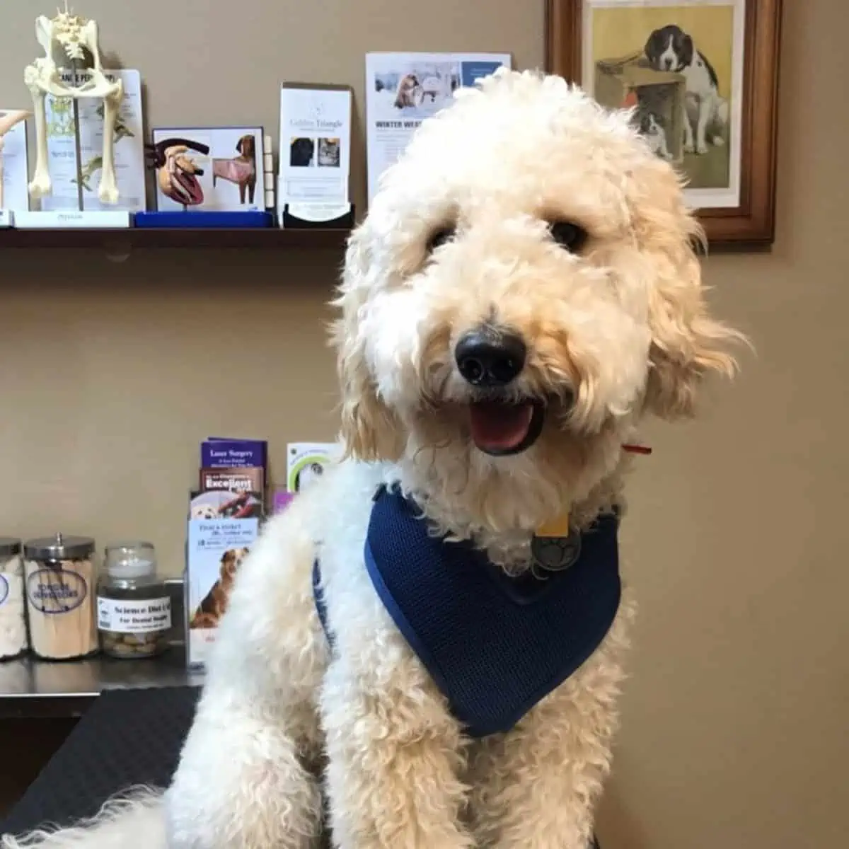 Goldendoodle visits a vet