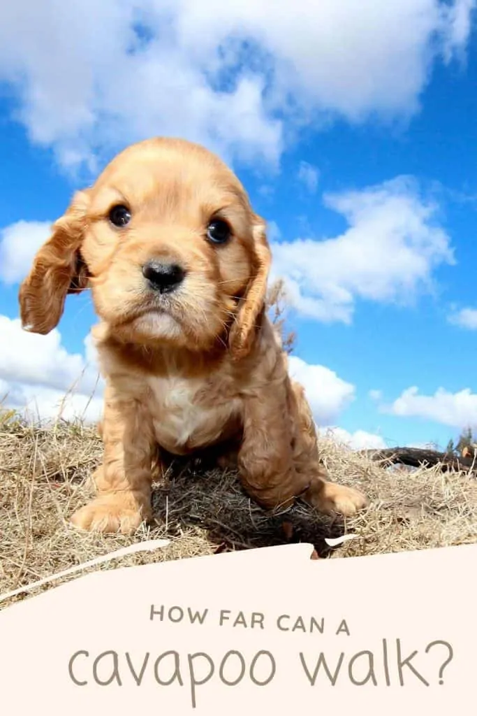 how far can a cavapoo walk