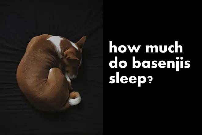 how much do basenjis sleep
