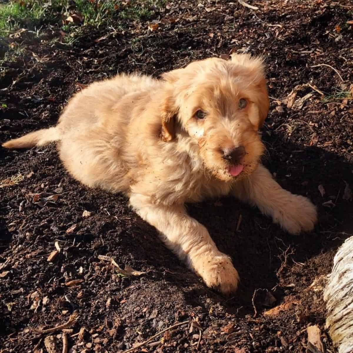 muddy Goldendoodle puppy digging