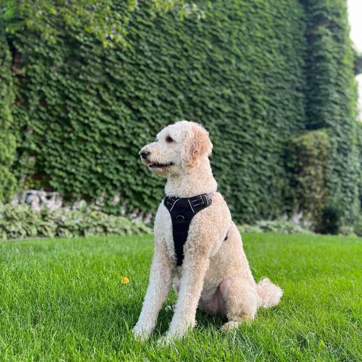 new look for Goldendoodle