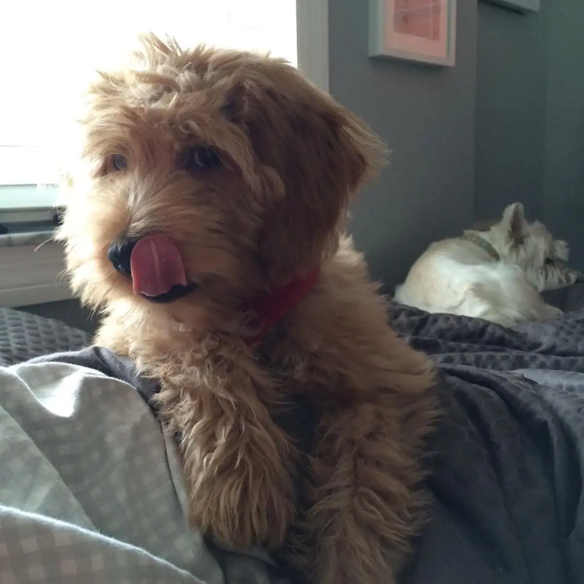 own grooming by Goldendoodle