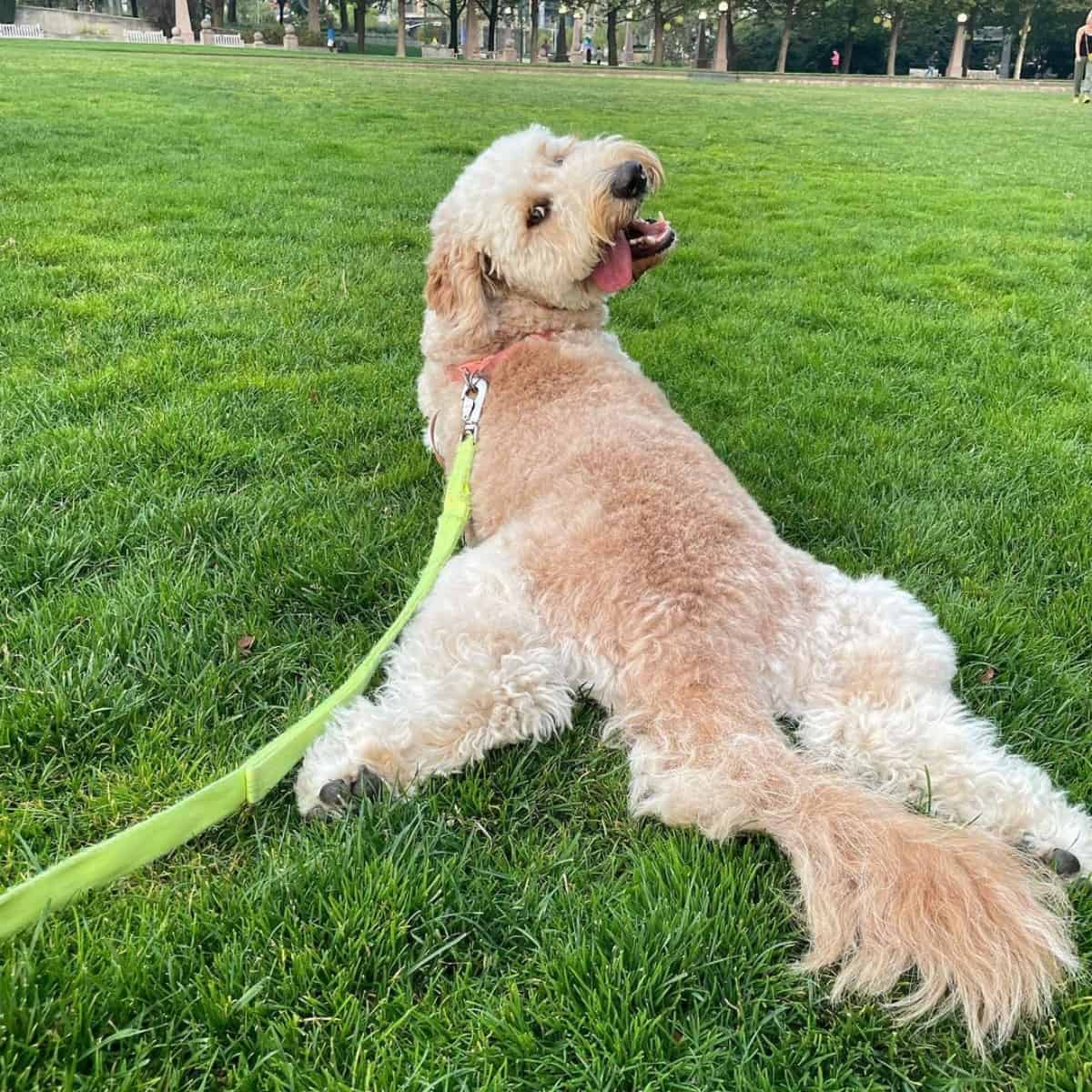 proud Goldendoodle with his coat