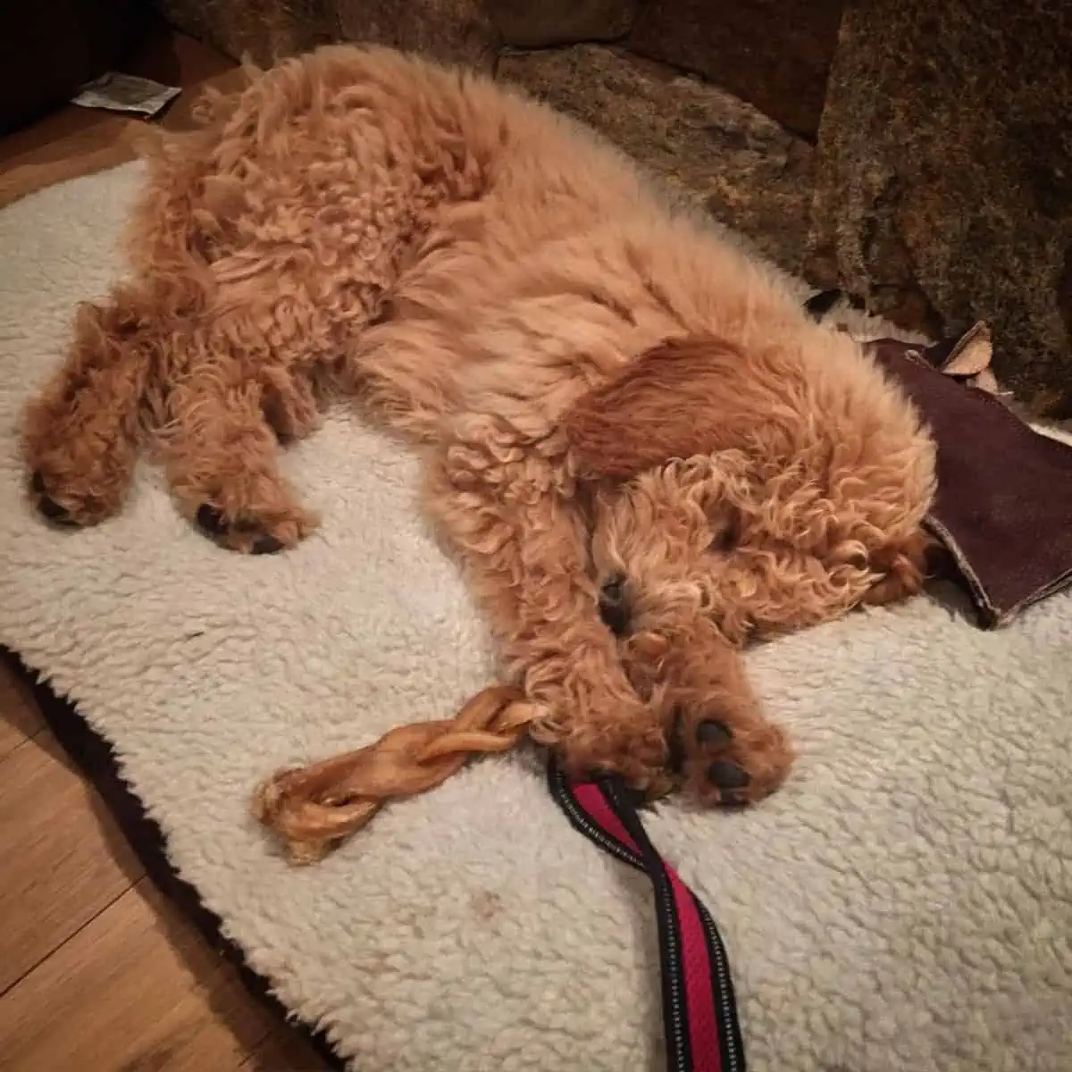 right bed for Goldendoodle puppy