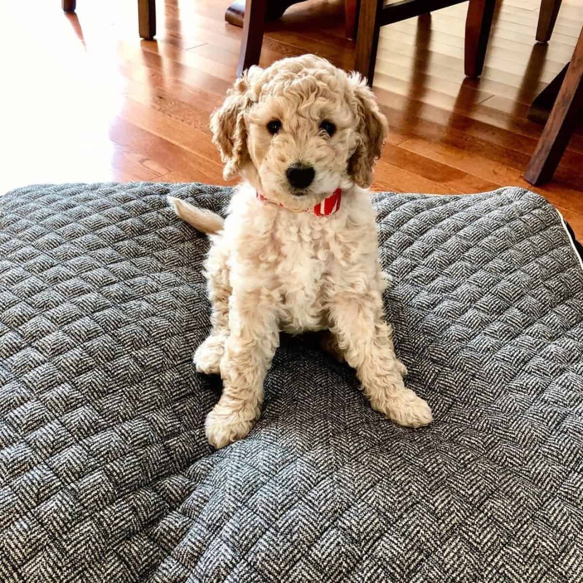 sitting Goldendoodle puppy on training