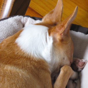 sleeping basenji 