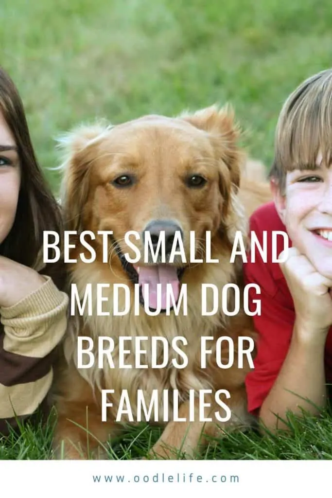 best small and medium dog breeds for families