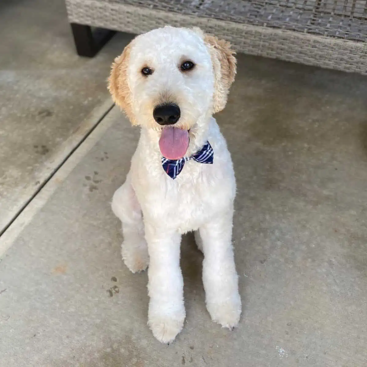 tongue out Goldendoodle with tie