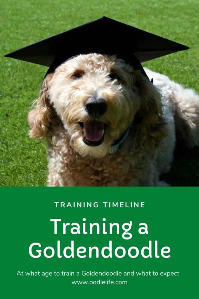 goldendoodle training tips