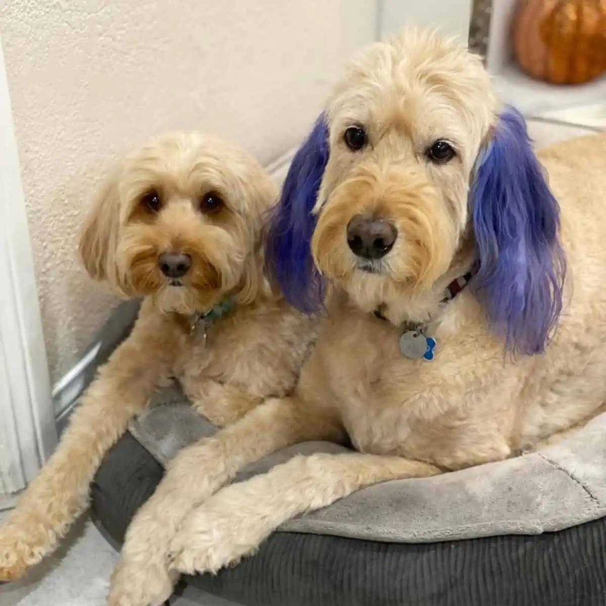 two Goldendoodles sharing a bed