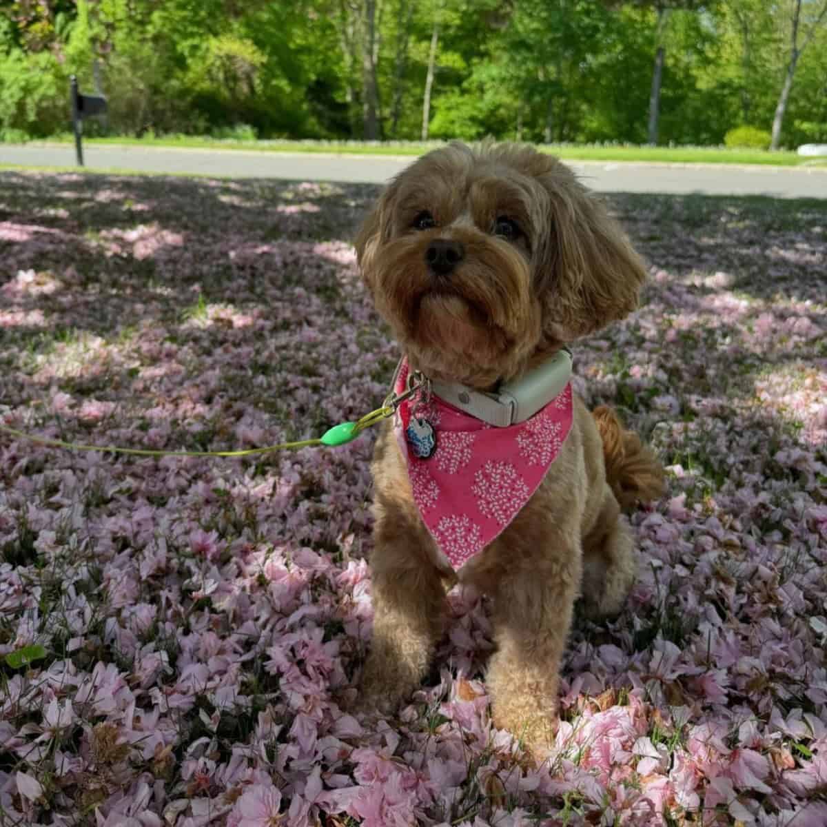 walking Cavapoo through flowers