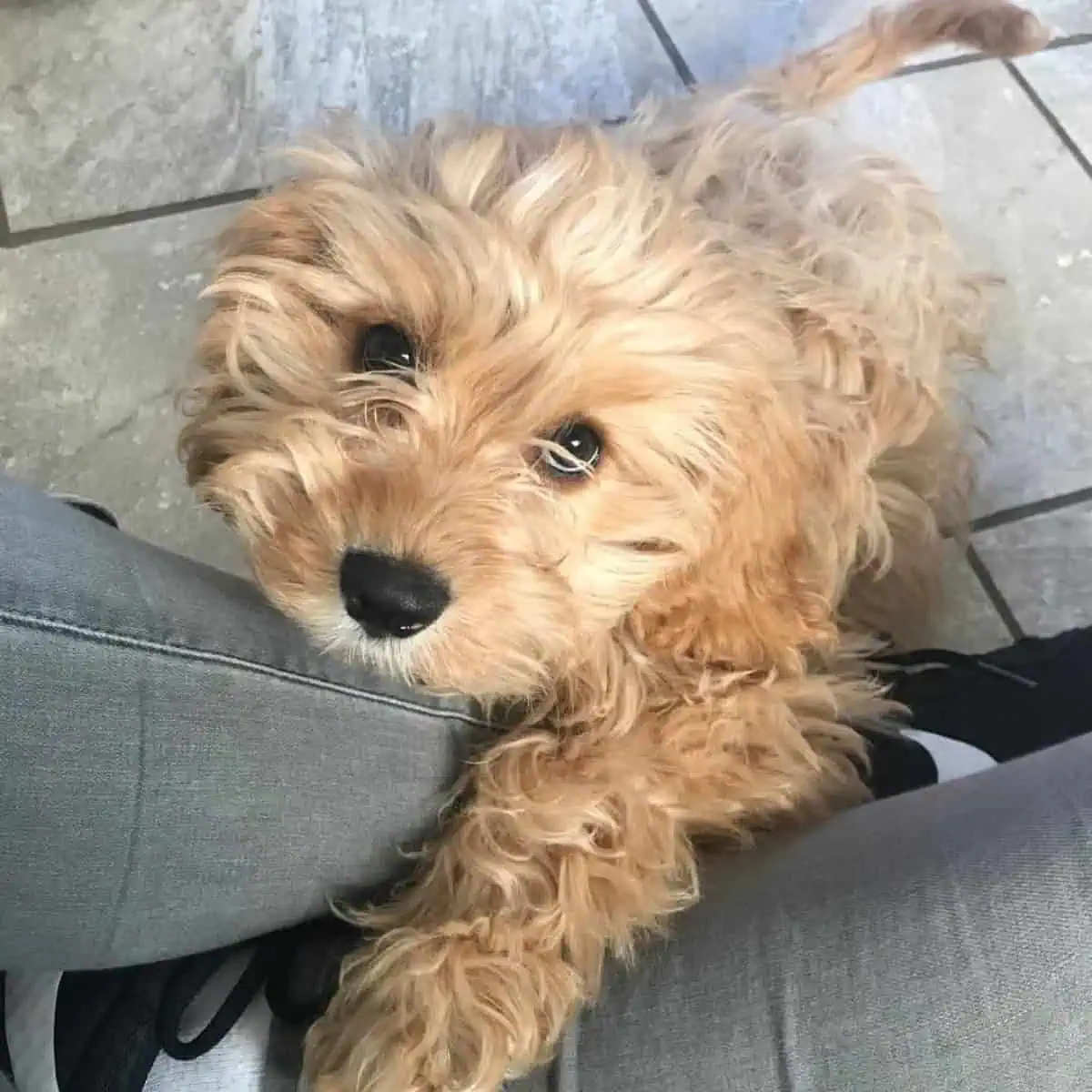wanting attention Cavapoo