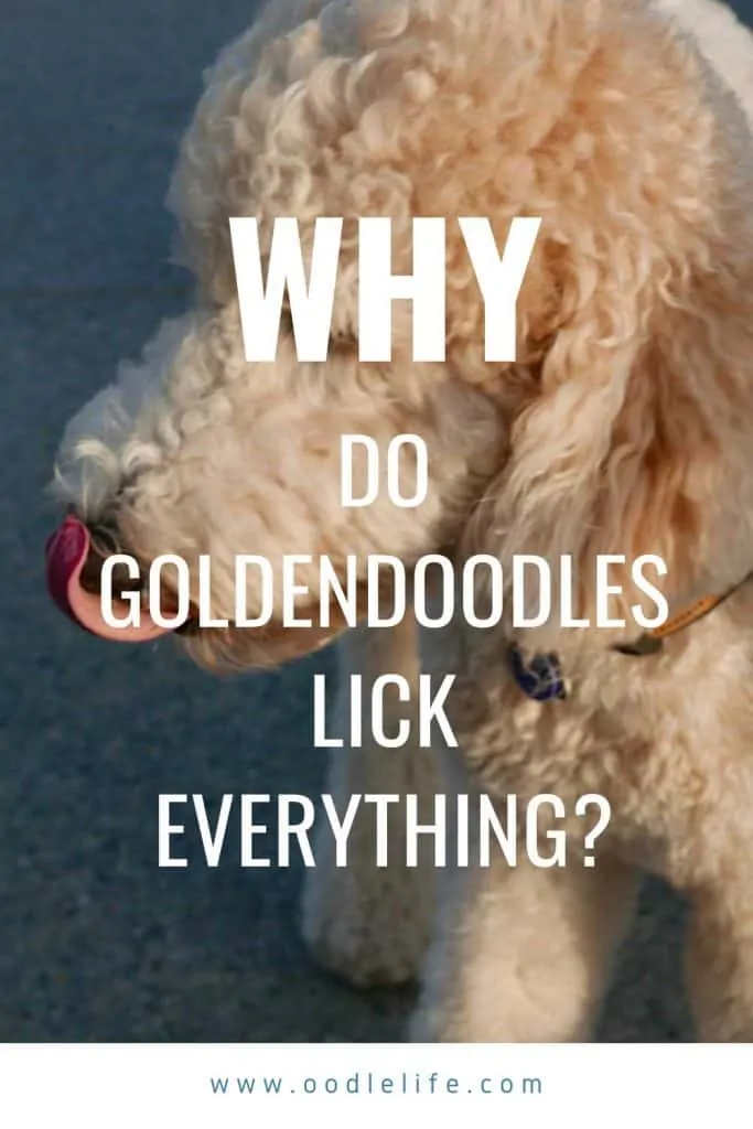 why does my goldendoodle lick everything ?