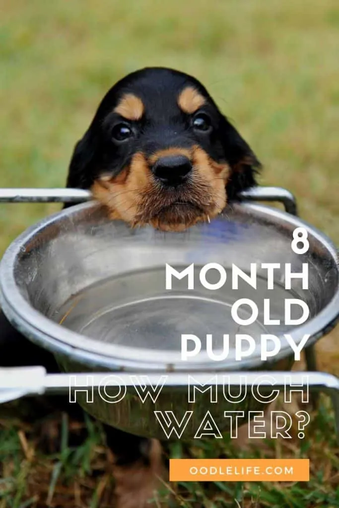 How Much Water Should A 8 Month Old Puppy Drink A Day