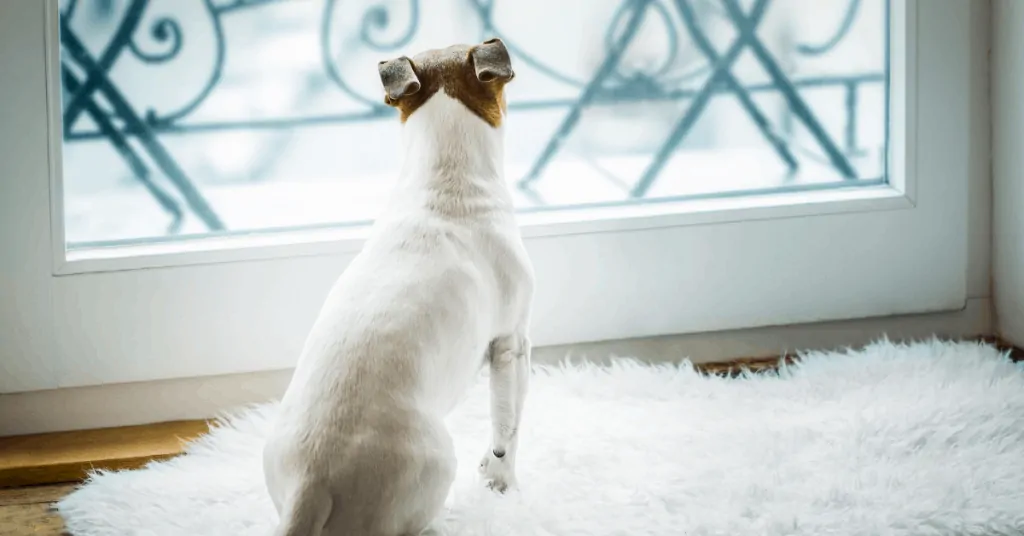 Should I get a dog if I work fulltime? 3