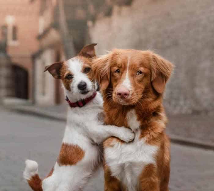 bestiality anal dog gaped bestiality anal dog gaped