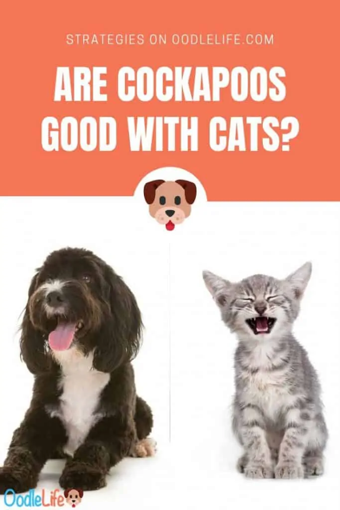 Cockapoo and hot sale cats