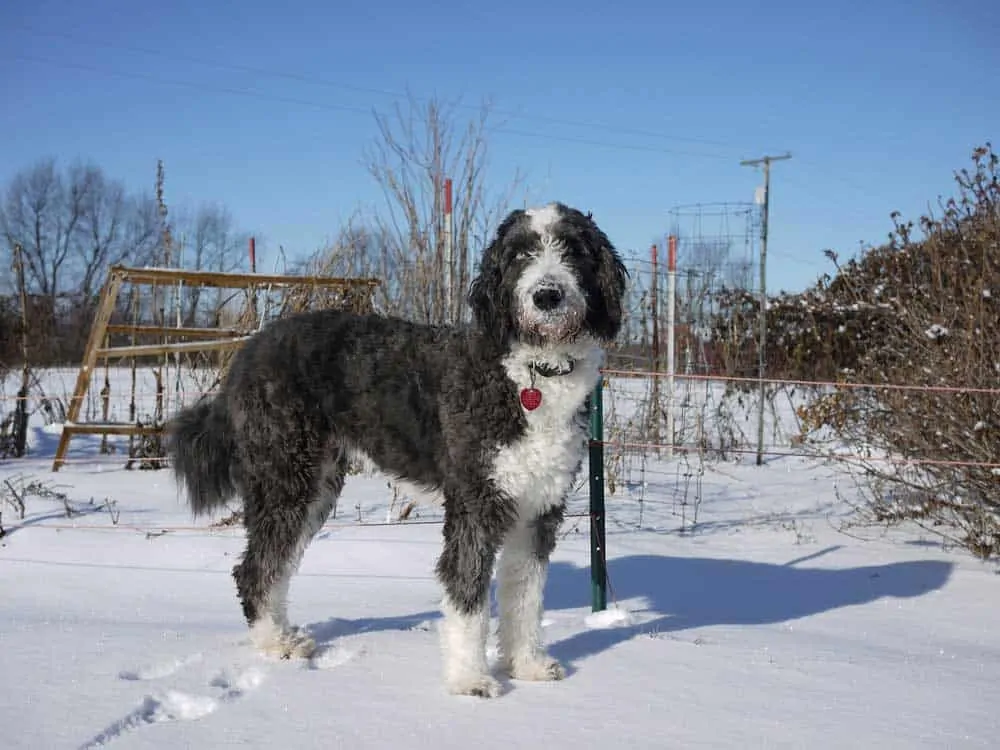 aussiedoodle dog in the snow