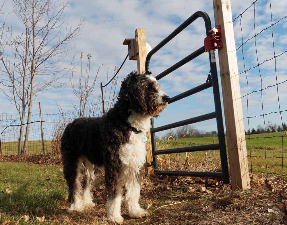 aussiedoodle Tricolour coat pudel mix 