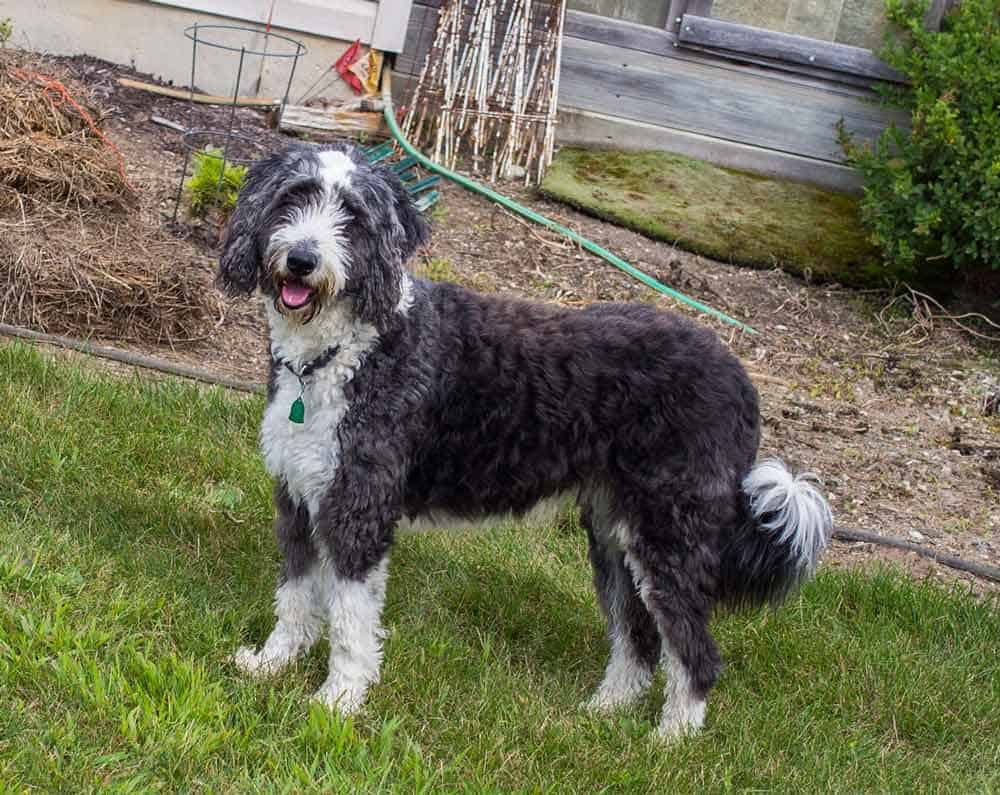 aussiedoodle shave summer cut