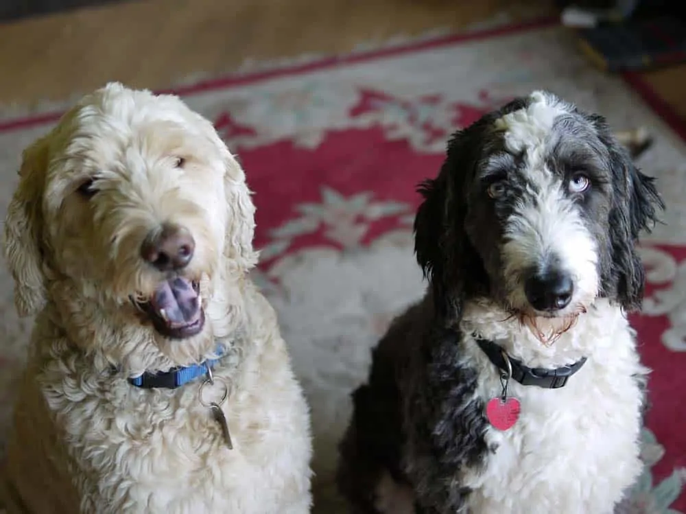 Aussiedoodle vs Doodle Poodle mix cc