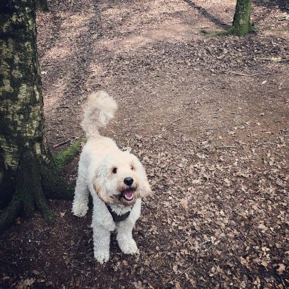 barking Cockapoo in the forest