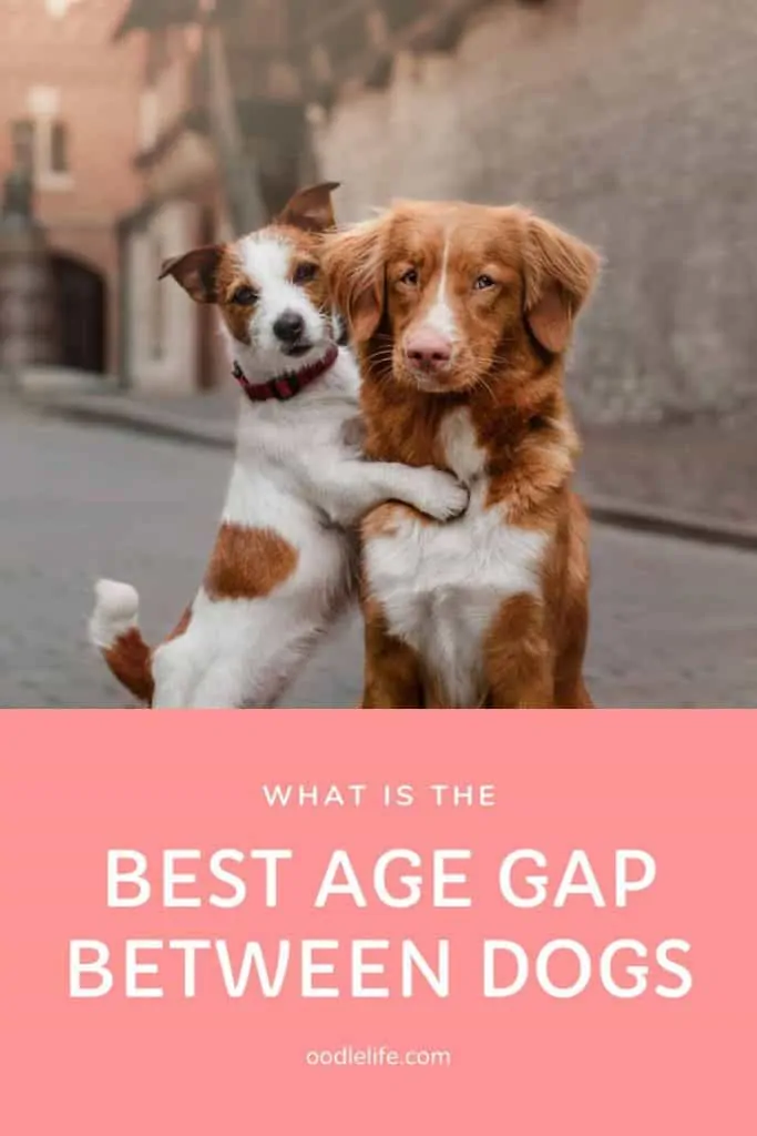 what is the best age gap between dogs