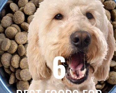 best shears for goldendoodle